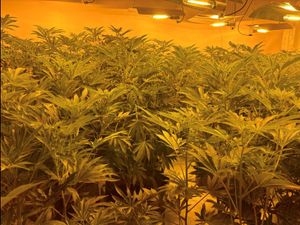 Supporting image for story: Man who came to the UK 'in the back of a lorry' caught looking after Telford cannabis grow