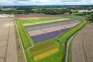 Aerial pics over the colourful Shropshire Petals Confetti field, Lynn South Farm, Newport
