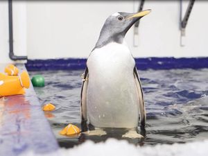 Supporting image for story: Flash the baby penguin gets its water wings at Birmingham Sea Life Centre - with pictures