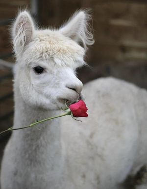 Severn Valley Donkey and Dog Rescue is hosting special Valentine's Day mornings with its animals. Photo: Tom Ball.