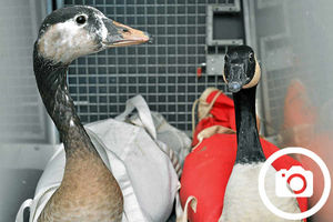 Supporting image for story: Wild geese back on mere after recovering from Ellesmere crossbow attack