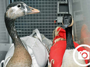 Supporting image for story: Wild geese back on mere after recovering from Ellesmere crossbow attack