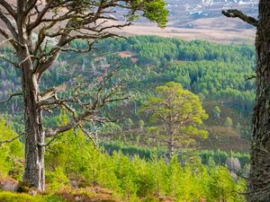Supporting image for story: Paintings celebrate 800 years of Britain’s ‘first environmental laws’