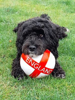 Tina Smith in Shrewsbury: Watching on TV at home with the family and if course Lottie the dog