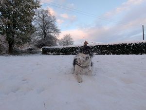 Rosie the Collie in Wrockwardine