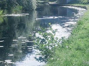 Supporting image for story: Thief jumps into canal in Wednesfield