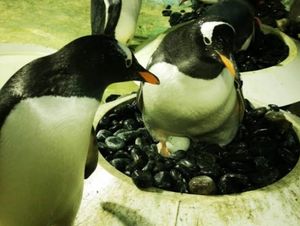Supporting image for story: Sea Life Centre’s special Easter egg as penguins nest