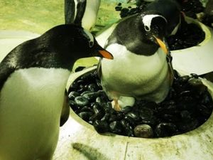 Supporting image for story: Sea Life Centre’s special Easter egg as penguins nest