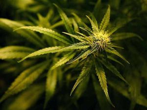 Supporting image for story: Telford man in court after 71 cannabis plants found at house