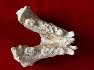 Supporting image for story: Two-million-year-old molar fossil links extinct giant ape to living orangutan