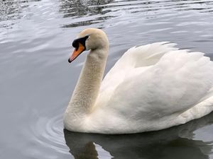 Supporting image for story: Anger as surviving swan is left without partner at Dudley Pool after suspected pellet attack