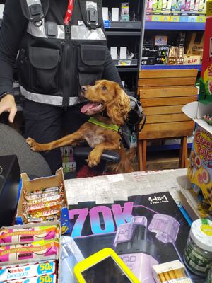 Police dog Rookie took part in the operation