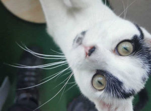 Mars is looking for his forever home. Picture: RSPCA