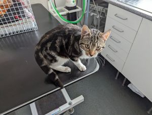 'Apley' was found dumped in a cardboard box in a lay-by on the A442 in Telford