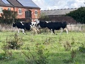 Supporting image for story: Lichfield Lions bring the cows home