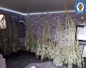 An amount of cannabis was discovered in a property in Halesowen