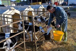 Matt feeds the calves on his dairy farm