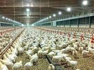 Supporting image for story: Disappointment as chicken farm bid returns near Bridgnorth