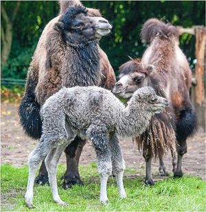 Bactrian camel Fergie was born on October 3