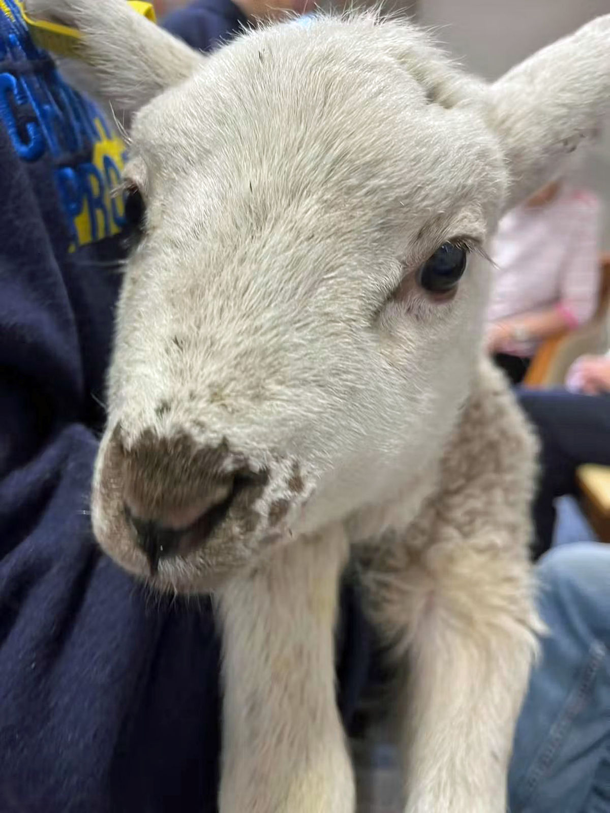 Powys farmers can be game changers by donating a lamb to support award-winning project
