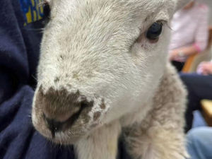 Supporting image for story: Powys farmers can be game changers by donating a lamb to support award-winning project