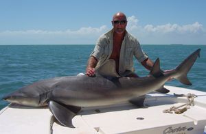 A 400lb lemon shark caught in Florida Keys