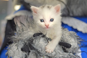 Rescue kitten Domino
