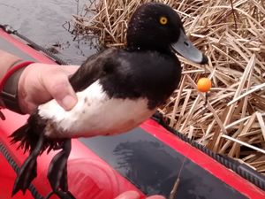 Supporting image for story: Duck and swan hooked by discarded angling gear at Telford pool