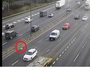 Supporting image for story: In a flap! Swan spotted sat in the fast lane of the M6 