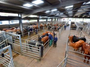 Supporting image for story: Shropshire livestock markets 'vital' to feed the nation through coronavirus pandemic