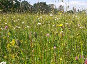 Supporting image for story: Community events to learn about wildflowers and pollinators