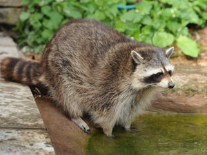 Supporting image for story: Tribute paid as Fiona the raccoon takes her final sleep