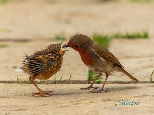 Supporting image for story: Nest boxes
