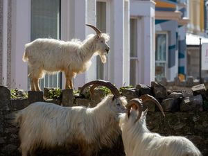 Supporting image for story: Stay away from mountain goats in Llandudno, urge police