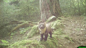 A Shropshire Pine Marten