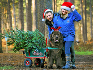 Supporting image for story: Doggies bag festive job ferrying Christmas trees on Cannock Chase