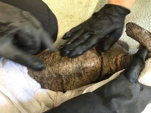 The fox's case of mange is one of the worst seen by centre manager Fran Hill