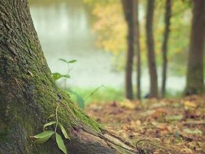 Supporting image for story: Thousands of trees planted across Shropshire to reduce flooding backed by water firm