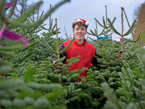 Supporting image for story: Wolverhampton Christmas tree business hoping for bumper year as it gives festive welcome to customers