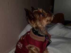 Supporting image for story: Dog rescued from cannabis factory in Wolverhampton