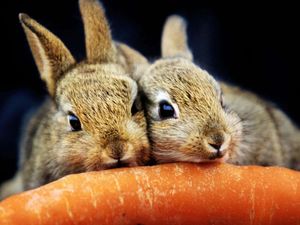 Supporting image for story: Scottish SPCA workers balloted for strike action