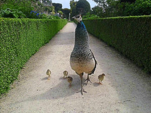Supporting image for story: Proud peacock shows off brood at Powis Castle