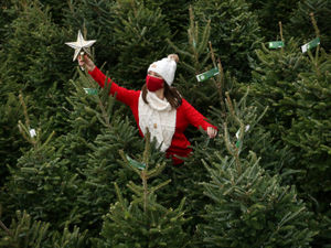 Supporting image for story: Telford and Shrewsbury garden centres bring forward date to cater for rush to get trees sparkling earlier