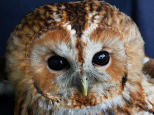Supporting image for story: Tawny owl creating a hoot following Bridgnorth rescue