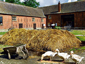 Supporting image for story: Hundreds visit historic working farm