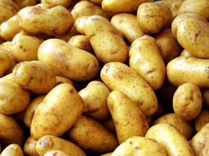 Supporting image for story: Knobbly spuds: LudlowMP Philip Dunne raises potato woes in Commons 