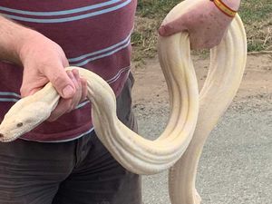 Supporting image for story: Giant snake 'blind in one eye' and faces long recovery after being found in country lane