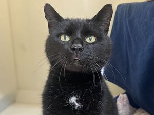Bear. Photo: RSPCA Gonsal Farm Animal Centre