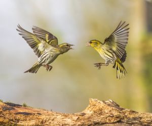 Two birds can be seen getting into a flap after an angry blackcap karate kicked a greenfinch in the beak