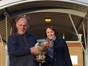 Supporting image for story: Cockerel has lots to crow about after farmer rescues him from busy road